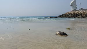 لاکپشت های پوزه عقابی پس از درمان در کیش به دریا بازگشتند