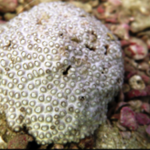 شناسایی یک گونه جدید مرجان در کیش