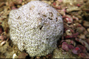 شناسایی یک گونه جدید مرجان در کیش