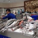 نظارت نمایندگان تعاونی صیادان بر قیمت و کیفیت عرضه ماهی