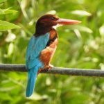 ثبت تصویر ماهی خورک سینه سفید در کیش