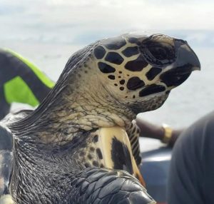 : دبیرخانه دائمی حفاظت از لاک پشت های دریایی در چابهار راه اندازی و مستقر شد