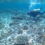 پیگیری زیستگاه‌های مصنوعی مرجانی در کیش