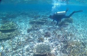 پیگیری زیستگاه‌های مصنوعی مرجانی در کیش