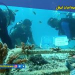 اجرای طرح انتقال قلمه برای احیای مرجان‌های کیش
