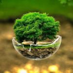 گل سبز کیش به جام جهانی با همکاری سازمان حفاظت محیط زیست