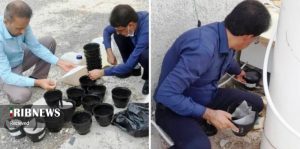 تله گذاری و مراقبت حشره شناسی پشه آئدس در کیش