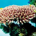 بهبود رشد مرجان های کیش در بستر طبیعی دریا