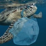  لزوم مقابله با تهدیدهای انسانی ایجاد شده برای لاکپشتهای در حال انقراض خلیج فارس 