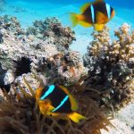 انتقال مرجان های تکثیر شده به سایت های طبیعی و مصنوعی کیش