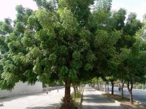 چریش؛ درخت ارزشمند جنوب یک حشره کش طبیعی
