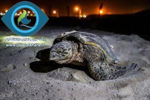 شگفتانه لاکپشتهای خلیج فارس با هزار عدد لانه گذاری و تخم ریزی در جزایر کیش و هندورابی